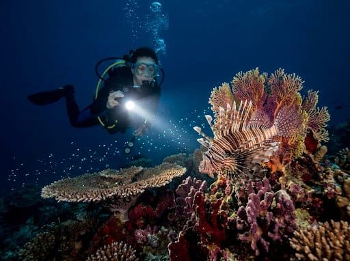 Night Dive