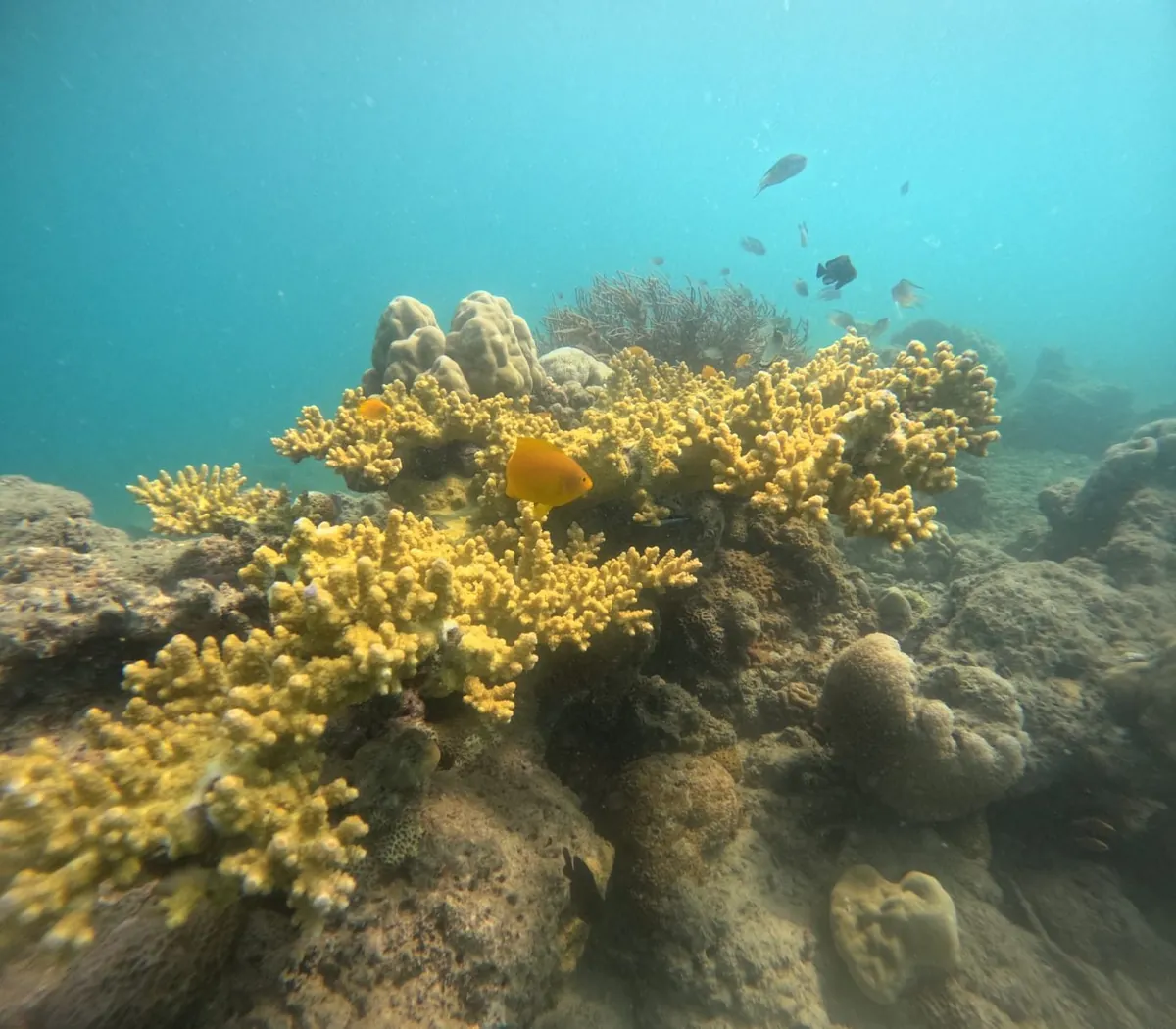 20-Min Taster Dive