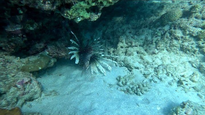 40-Min Adventure Dive