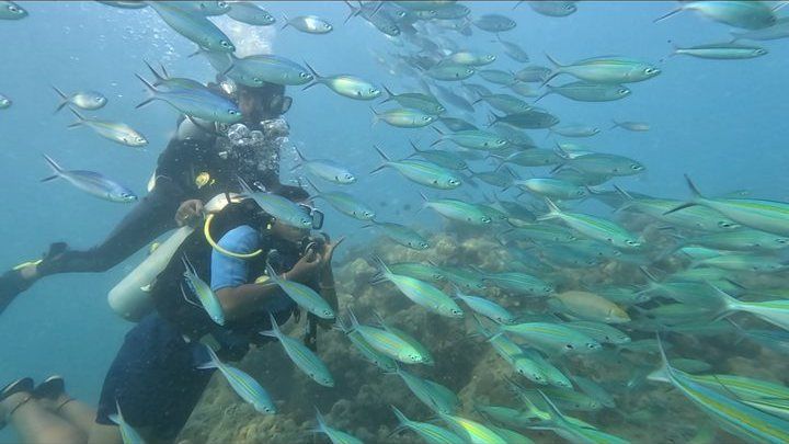 Aquarium reef, Havelock