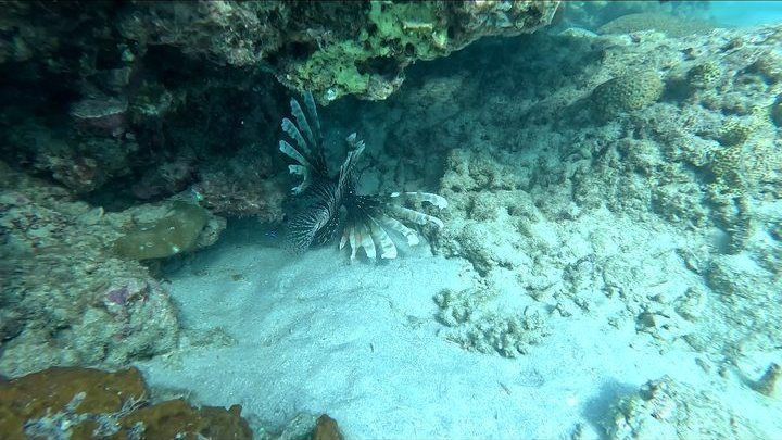 Purple Ledge reef, Havelock