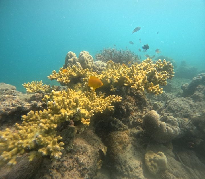 Slope reef, Havelock