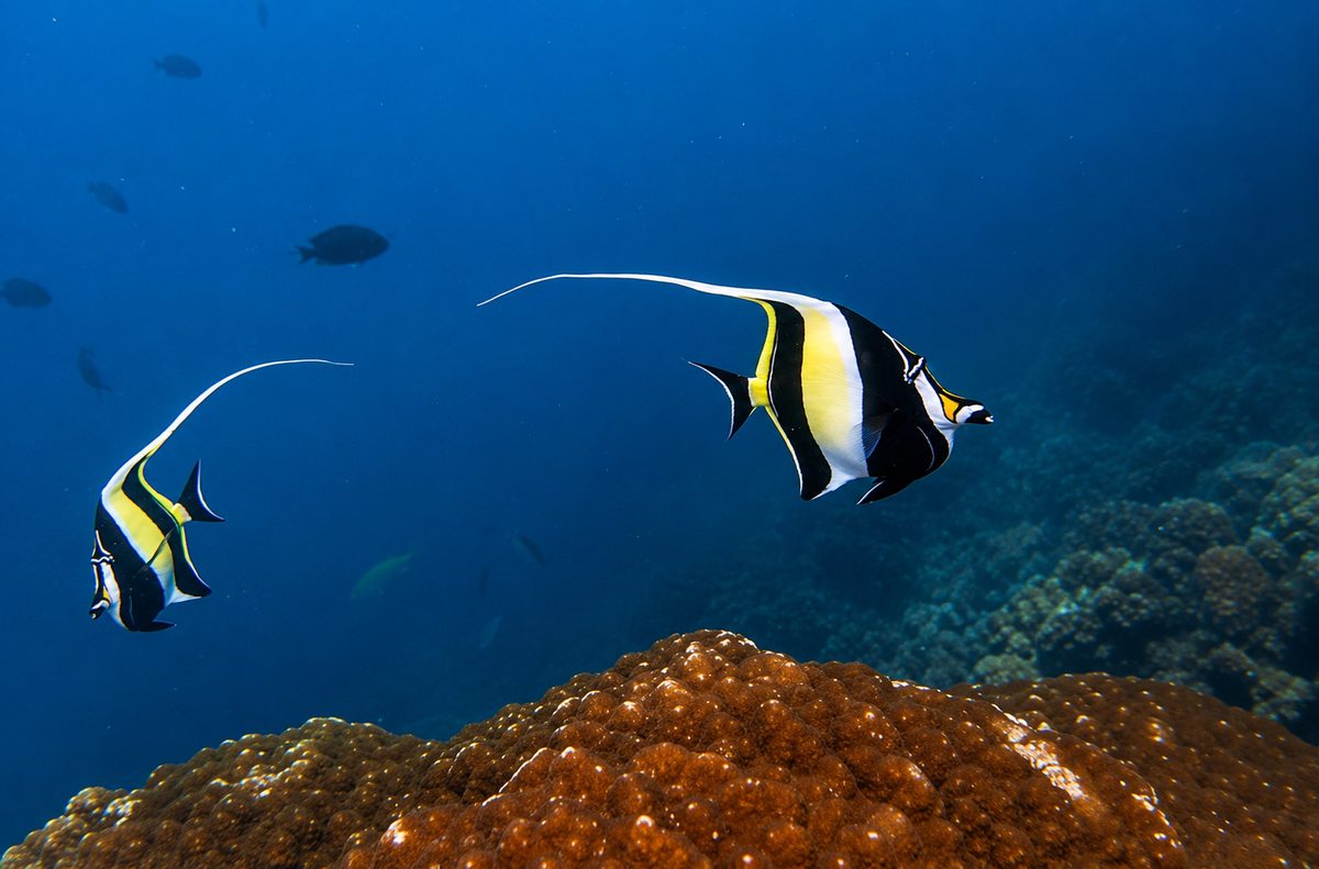Juvi's reef, Havelock