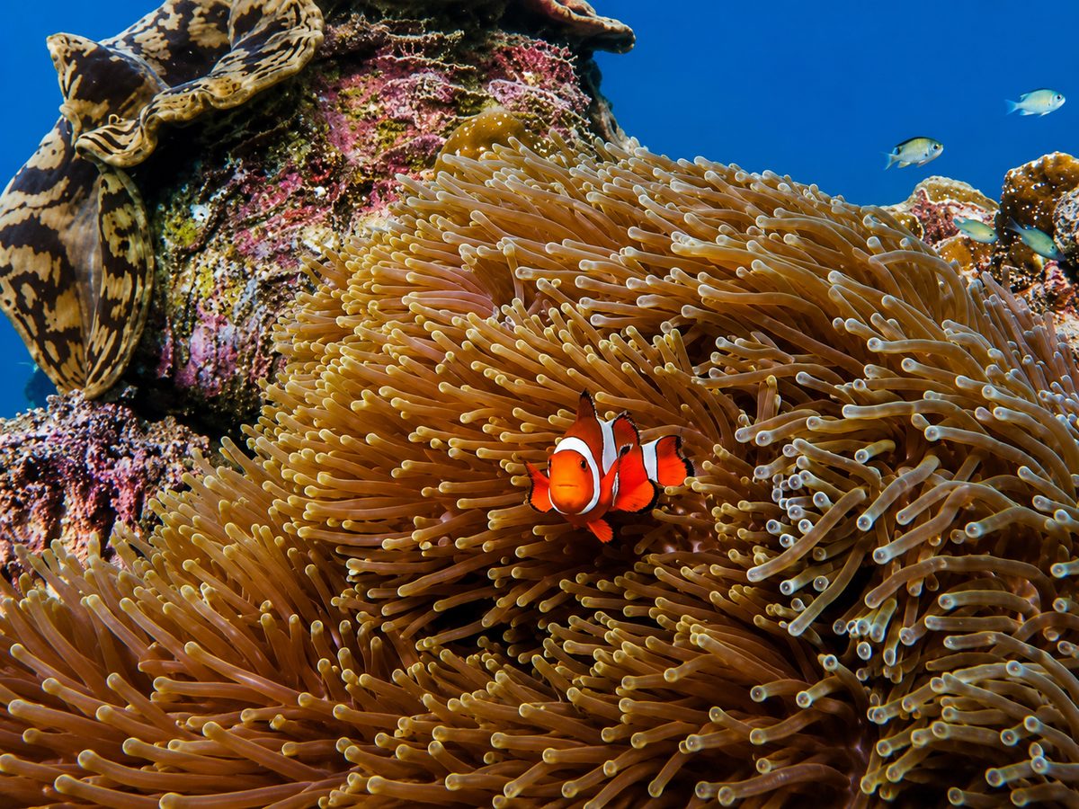 Tribe Gate reef, Havelock